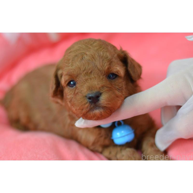 成約済の埼玉県のタイニープードル-442957の17枚目