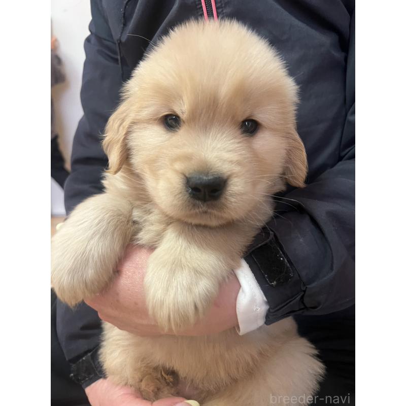 成約済の福岡県のゴールデンレトリーバー-439601の5枚目