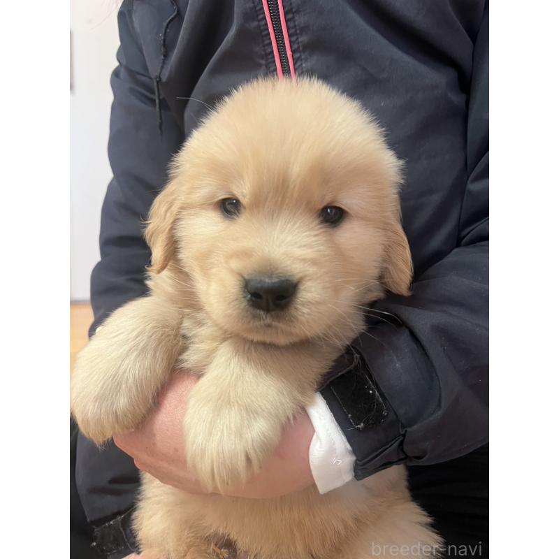 成約済の福岡県のゴールデンレトリーバー-439601の4枚目