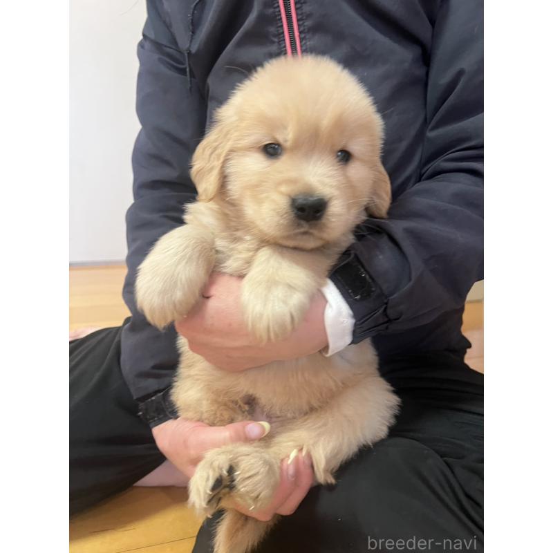 成約済の福岡県のゴールデンレトリーバー-439601の3枚目