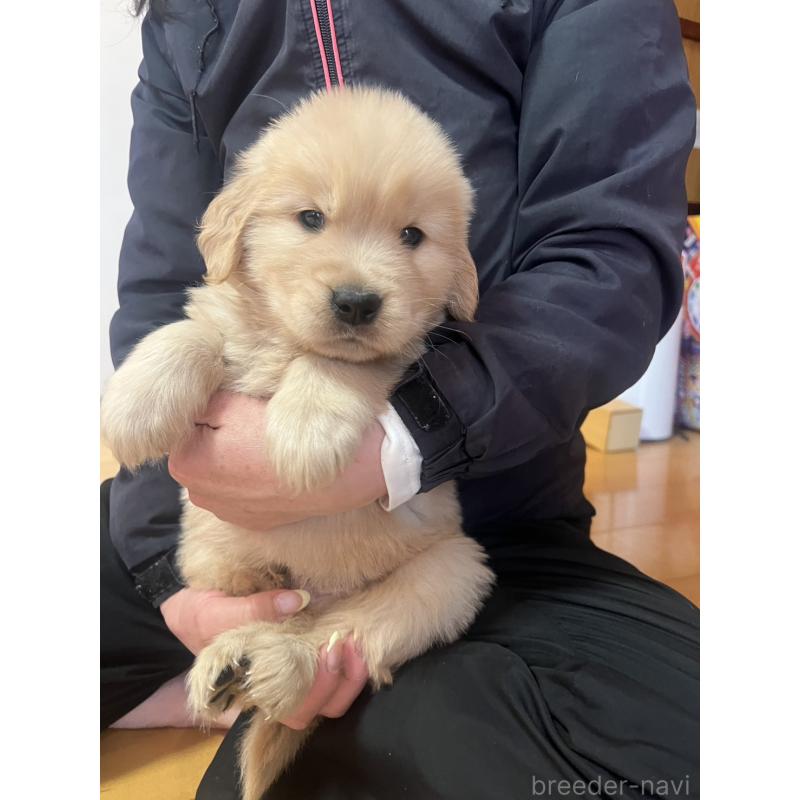 成約済の福岡県のゴールデンレトリーバー-439601の2枚目