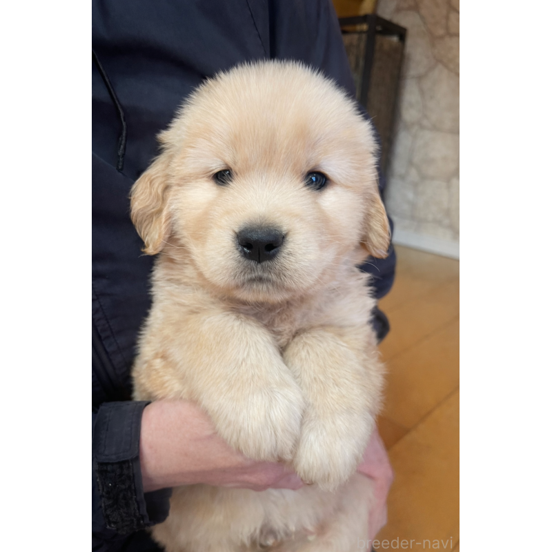 成約済の福岡県のゴールデンレトリーバー-439596の6枚目