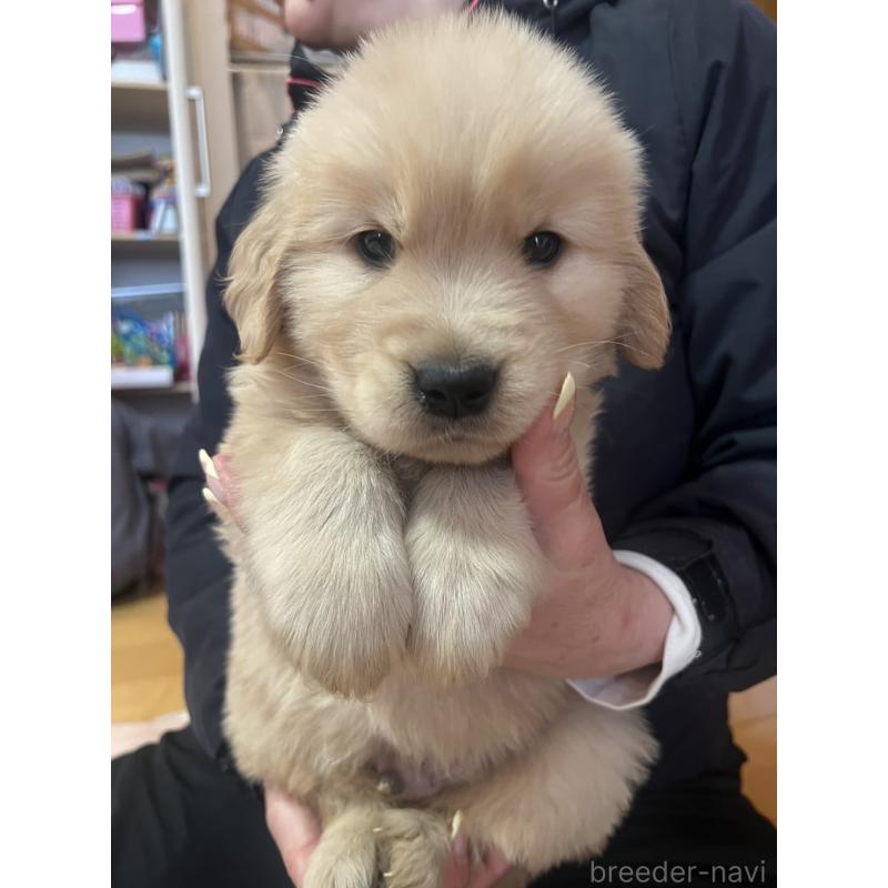 成約済の福岡県のゴールデンレトリーバー-439596の5枚目