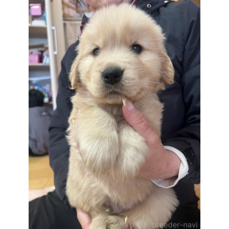 成約済の福岡県のゴールデンレトリーバー-439596の4枚目