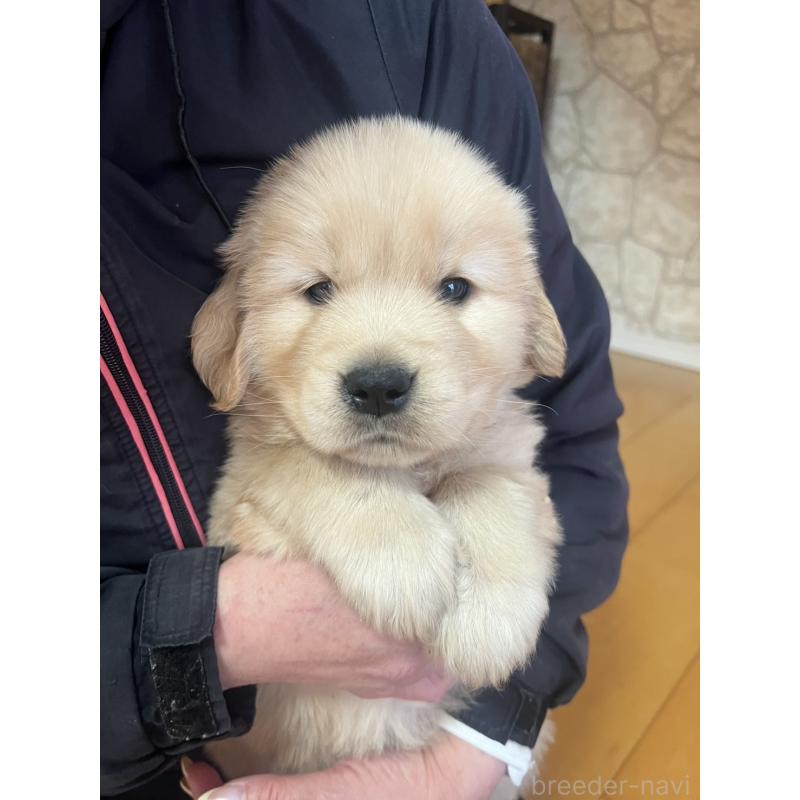 成約済の福岡県のゴールデンレトリーバー-439596の3枚目