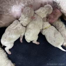 ♀︎ビションフリーゼ