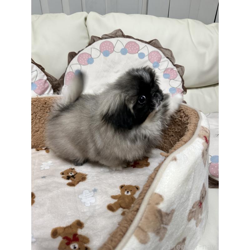 成約済の岡山県のペキニーズ-434105の13枚目