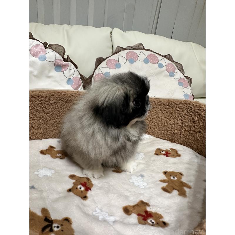 成約済の岡山県のペキニーズ-434105の12枚目