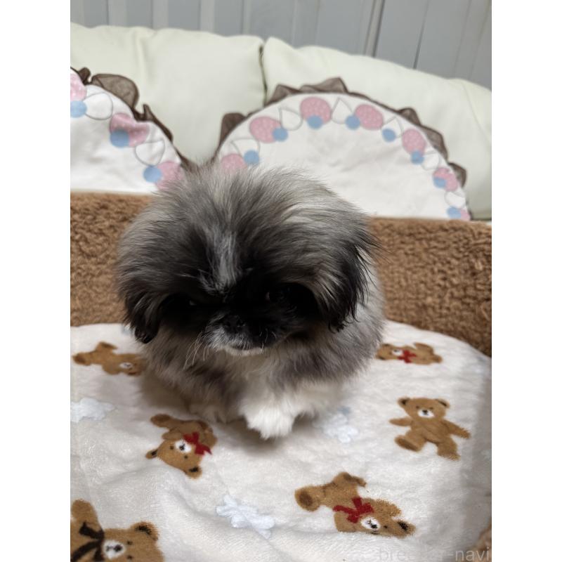 成約済の岡山県のペキニーズ-434105の11枚目