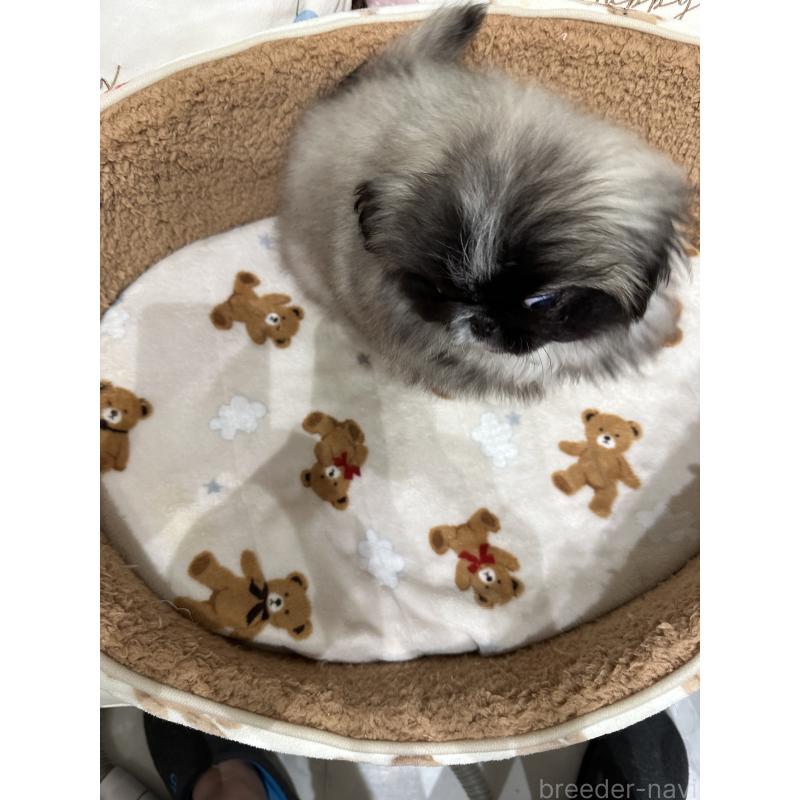 成約済の岡山県のペキニーズ-434105の10枚目