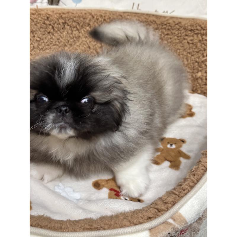 成約済の岡山県のペキニーズ-434105の8枚目