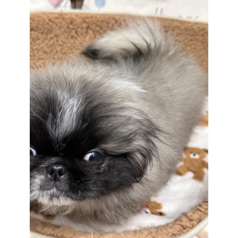 成約済の岡山県のペキニーズ-434105の7枚目