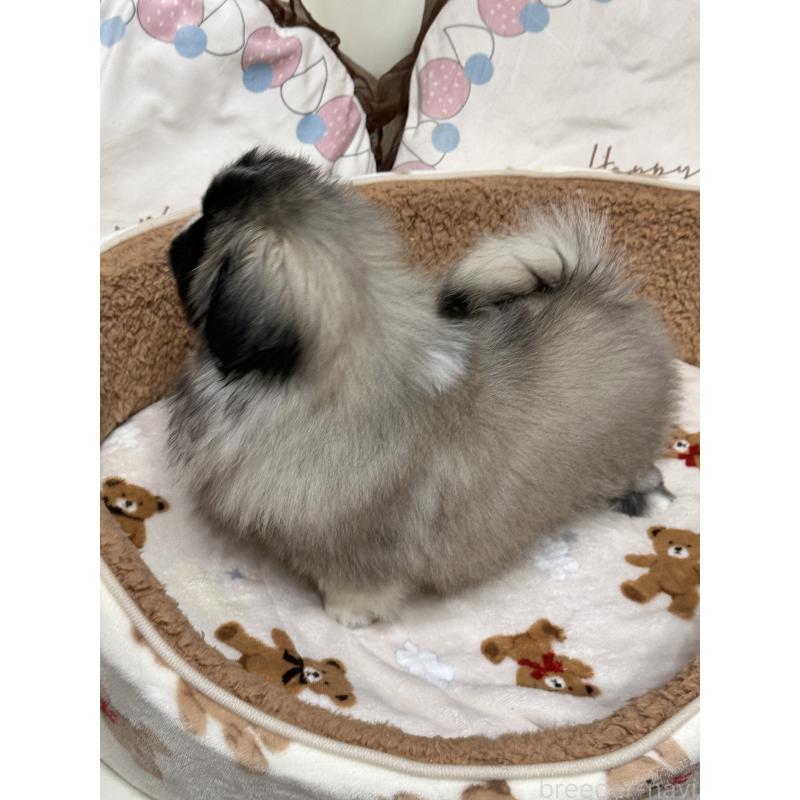 成約済の岡山県のペキニーズ-434105の6枚目