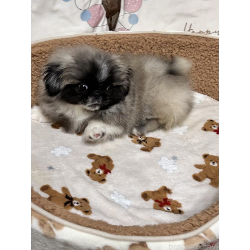 成約済の岡山県のペキニーズ-434105の5枚目