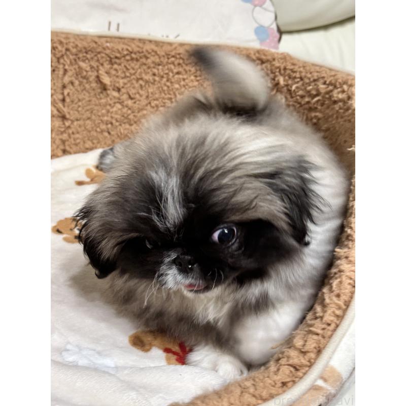 成約済の岡山県のペキニーズ-434105の4枚目