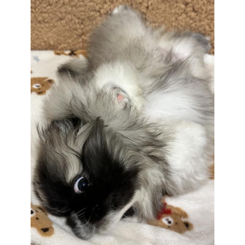 成約済の岡山県のペキニーズ-434105の3枚目