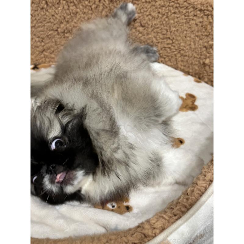 成約済の岡山県のペキニーズ-434105の2枚目