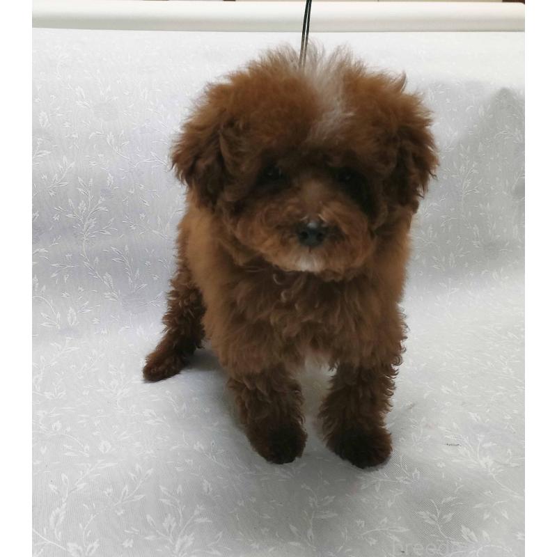 販売中の群馬県のトイプードル-425495の5枚目