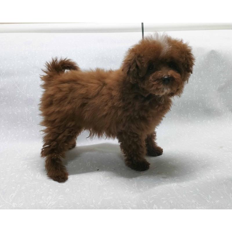 販売中の群馬県のトイプードル-425495の4枚目