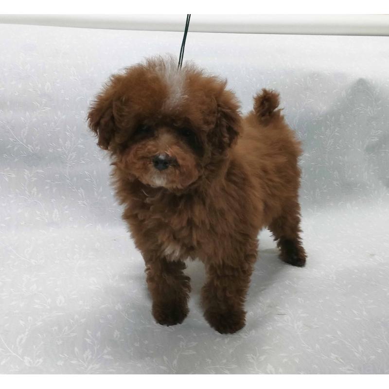 販売中の群馬県のトイプードル-425495の3枚目