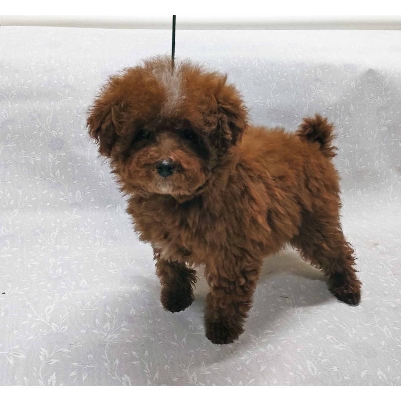 販売中の群馬県のトイプードル-425495の2枚目