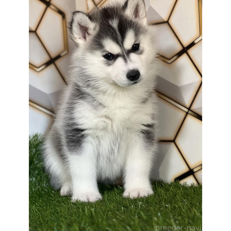 成約済の静岡県のシベリアンハスキー-441832の7枚目