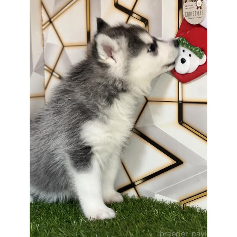 成約済の静岡県のシベリアンハスキー-441832の6枚目