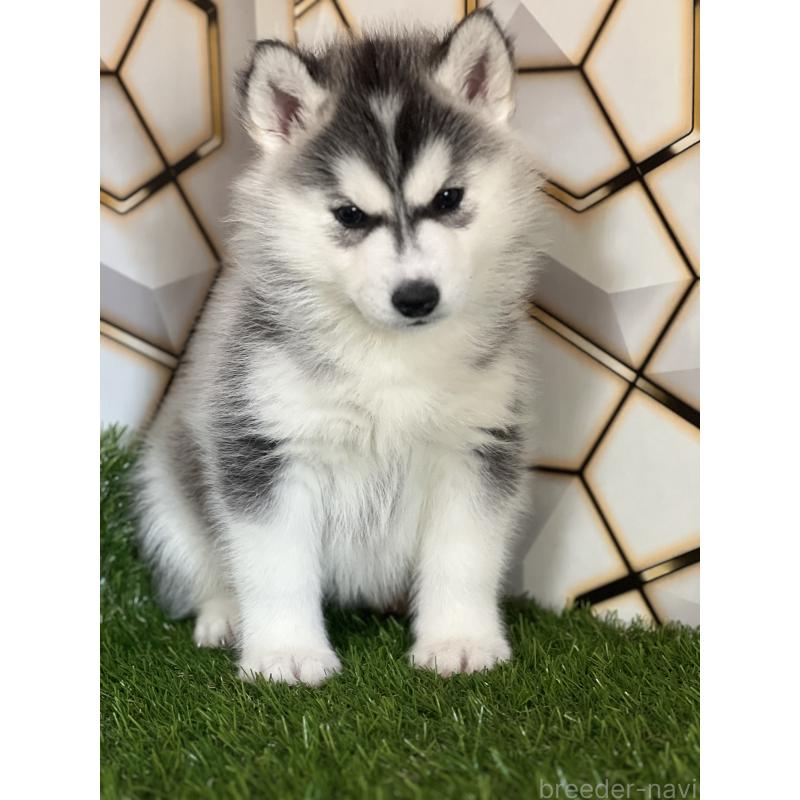 成約済の静岡県のシベリアンハスキー-441832の5枚目