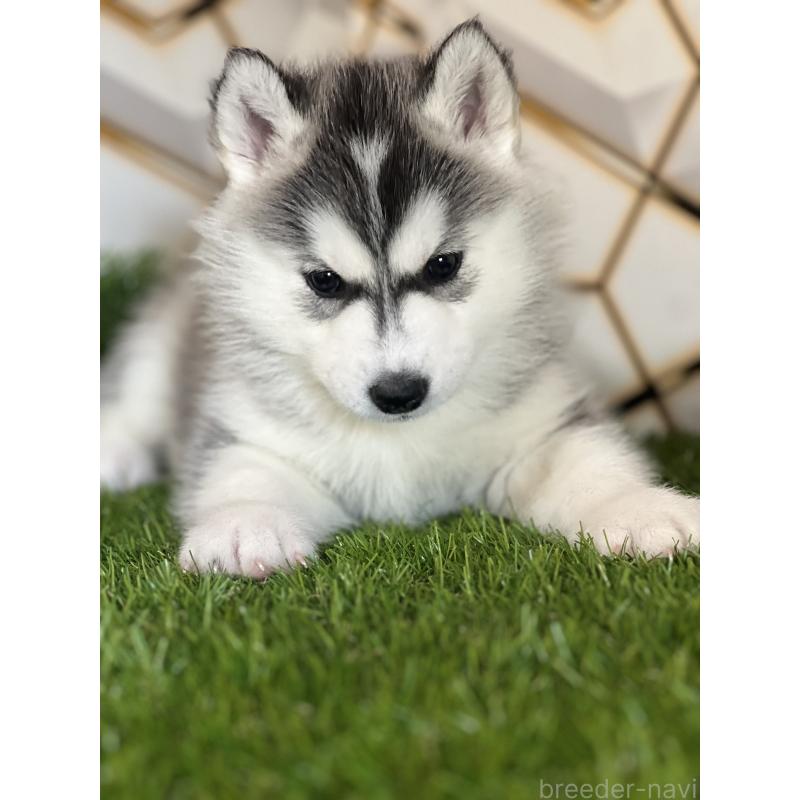 成約済の静岡県のシベリアンハスキー-441832の4枚目