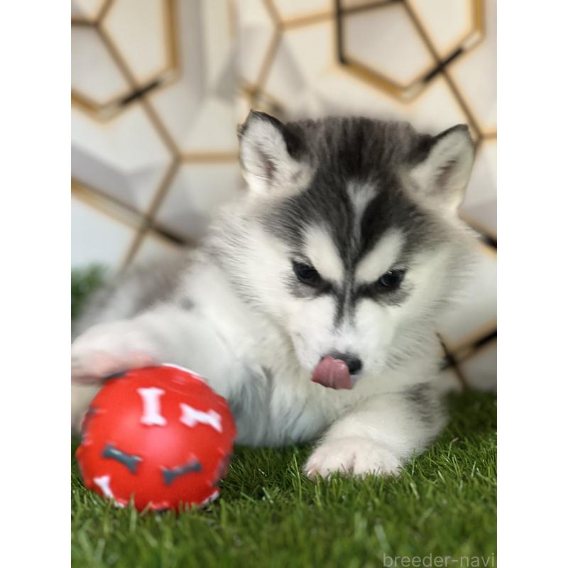 成約済の静岡県のシベリアンハスキー-441832の3枚目