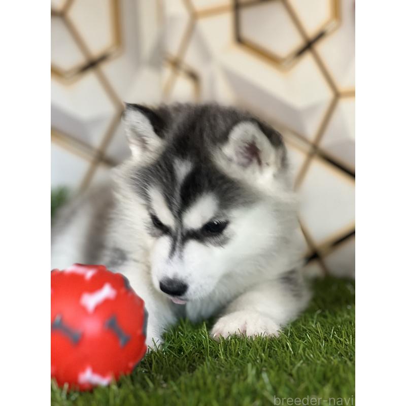 成約済の静岡県のシベリアンハスキー-441832の2枚目