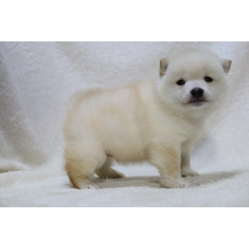 販売中の滋賀県の柴犬-443215の5枚目