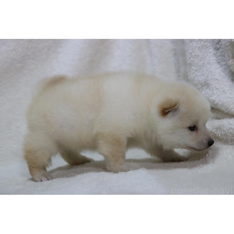 販売中の滋賀県の柴犬-443215の4枚目