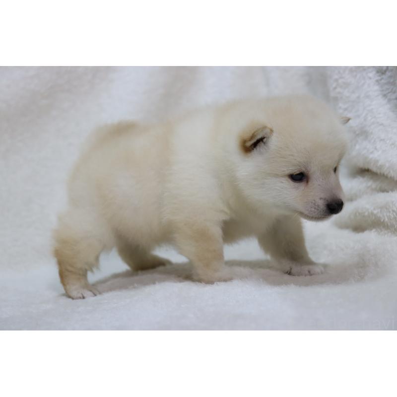 販売中の滋賀県の柴犬-443215の3枚目