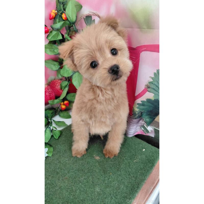 成約済の福岡県のポメプー:ポメラニアン×トイプードル-433112の2枚目