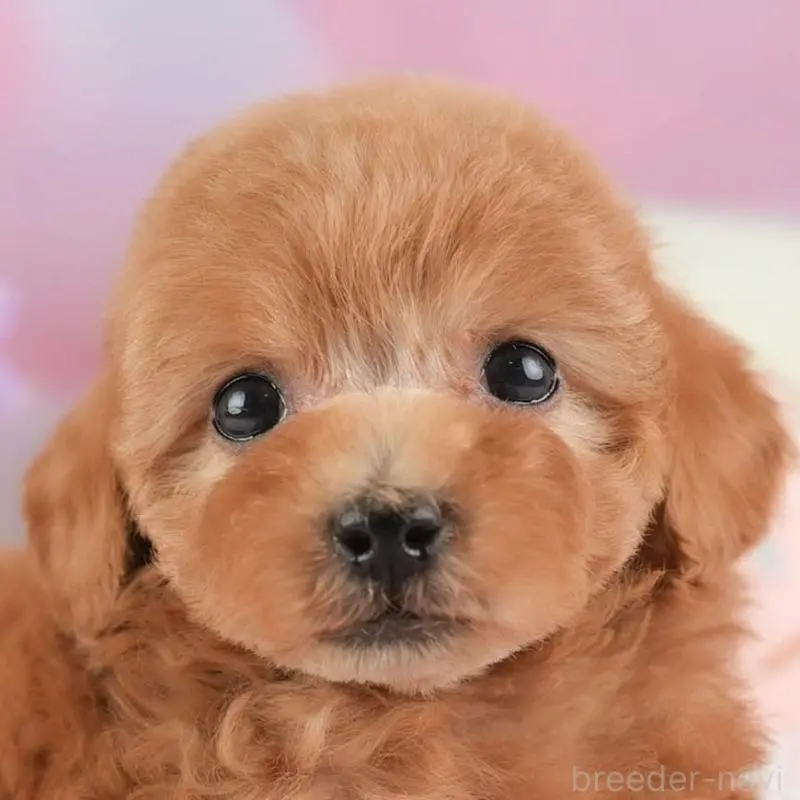 ♀︎タイニープードル