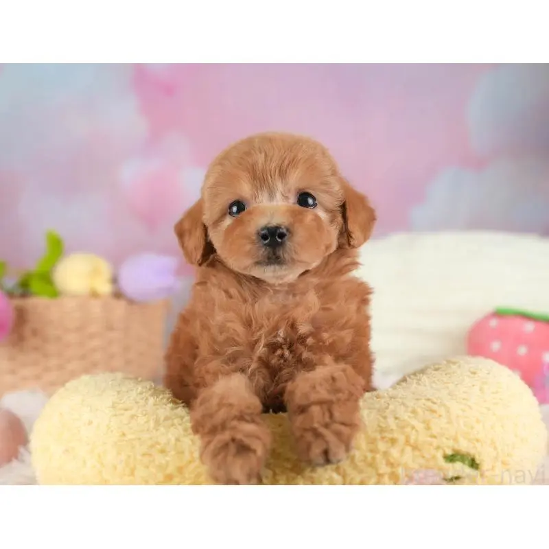 成約済の埼玉県のタイニープードル-446480の12枚目