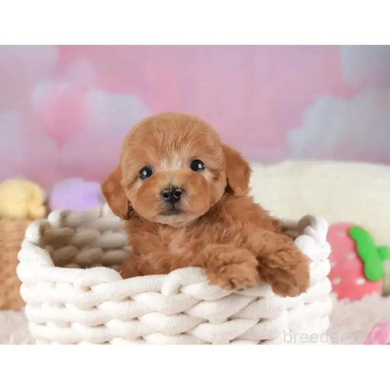 成約済の埼玉県のタイニープードル-446480の11枚目