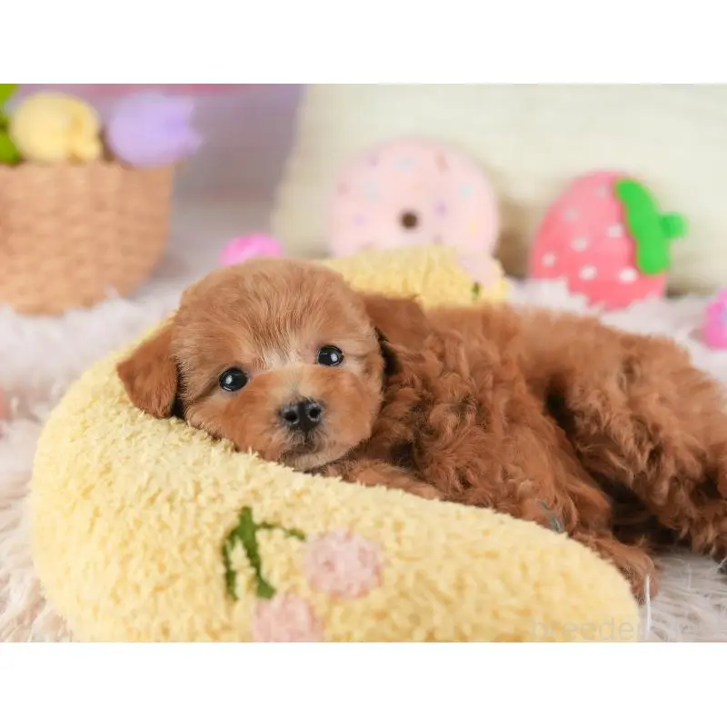 成約済の埼玉県のタイニープードル-446480の10枚目