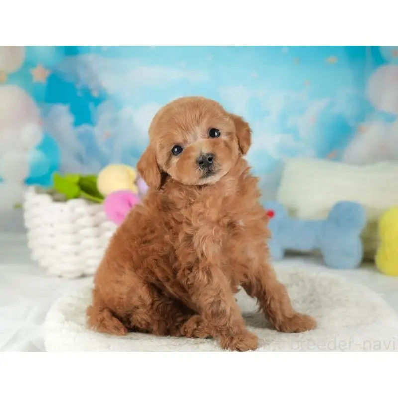 成約済の埼玉県のタイニープードル-446480の9枚目