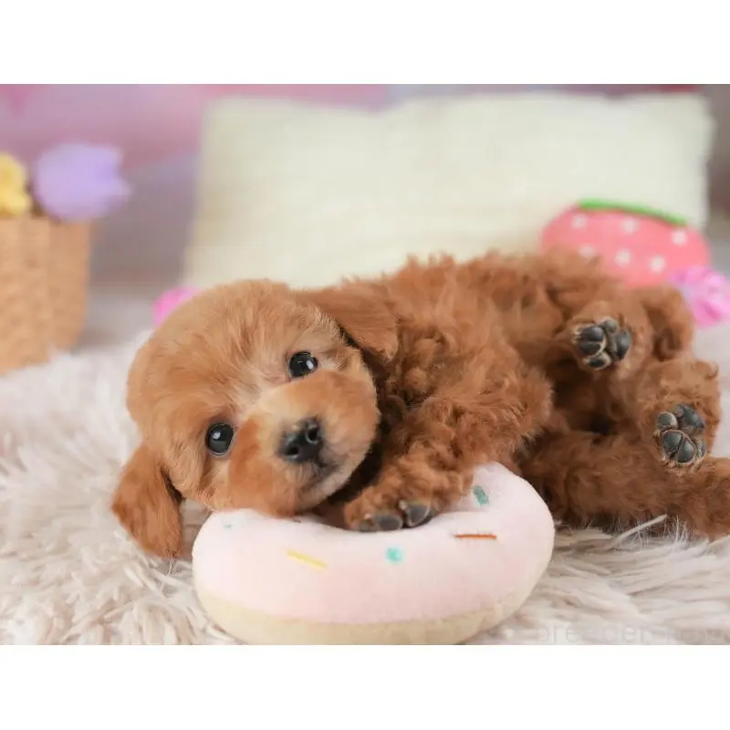 成約済の埼玉県のタイニープードル-446480の8枚目