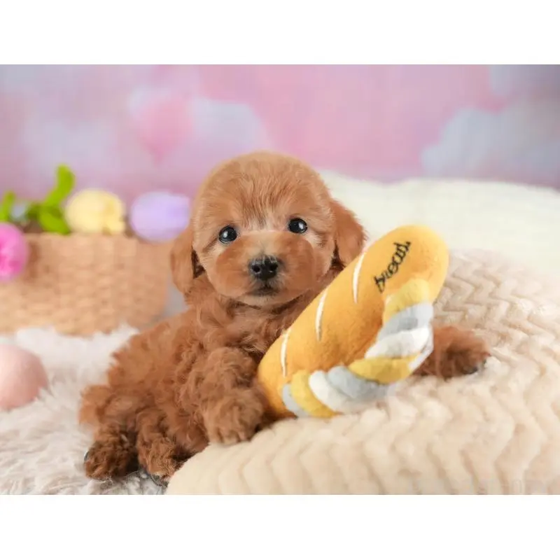 成約済の埼玉県のタイニープードル-446480の7枚目