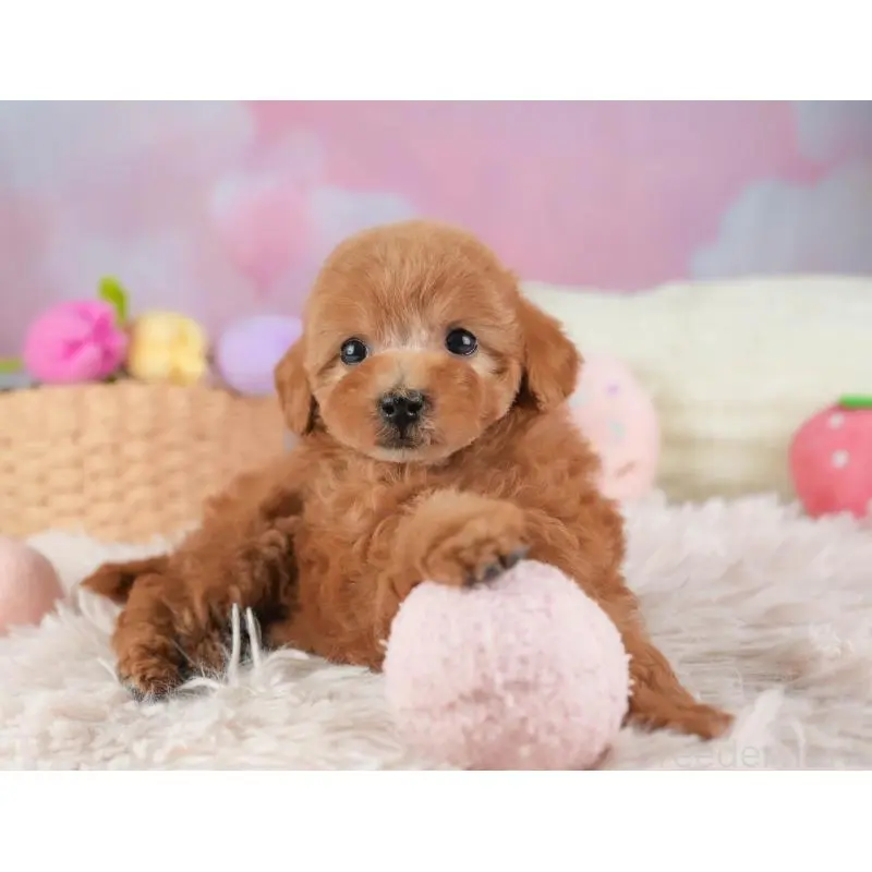 成約済の埼玉県のタイニープードル-446480の6枚目