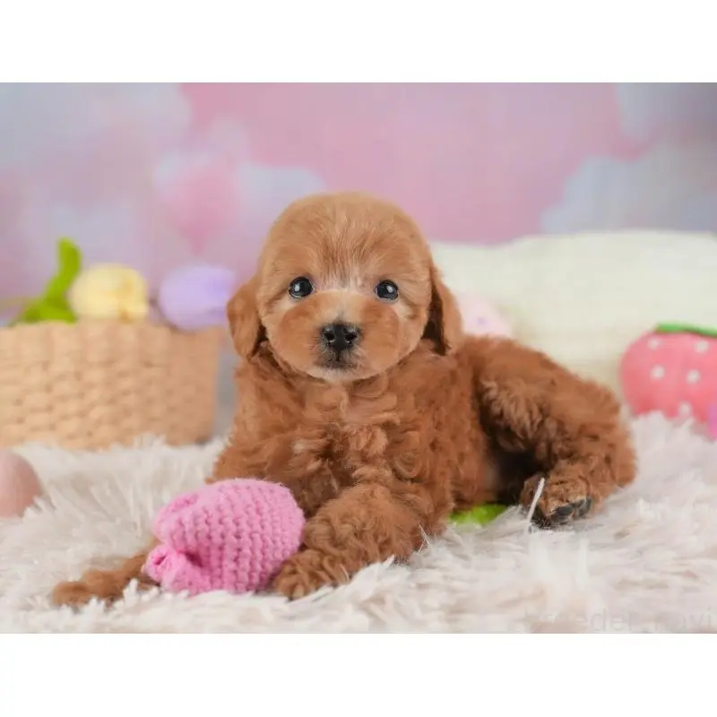 成約済の埼玉県のタイニープードル-446480の5枚目