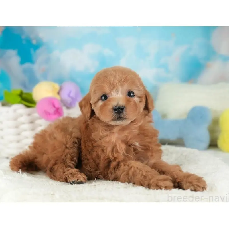 成約済の埼玉県のタイニープードル-446480の4枚目