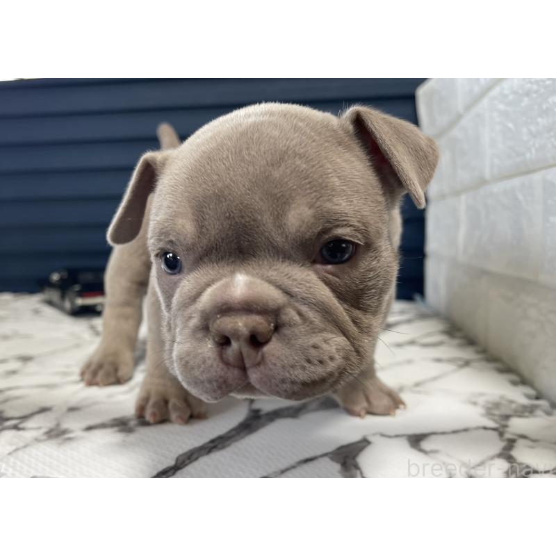 販売中の滋賀県のエキゾチックブリー-440730の4枚目