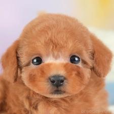 ♀︎タイニープードル