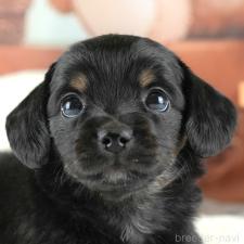 ♀︎チワックス:チワワ×ミニチュアダックスフンド