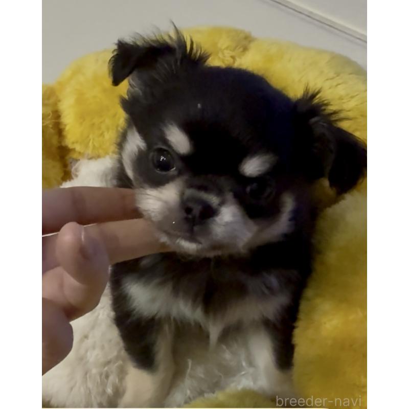 成約済の広島県のチワワ(ロングコート)-440283の10枚目