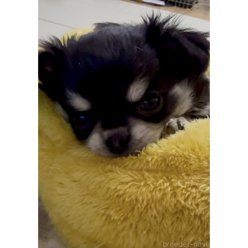 成約済の広島県のチワワ(ロングコート)-440283の9枚目